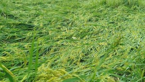 Xã Tuyên Lâm hơn 30 ha lúa bị ngập, gãy đổ do ảnh hưởng bão số 5
