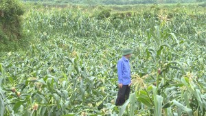 Đồng chí Chủ tịch UBND xã kiểm tra tình hình thiệt hại do lốc xoáy trên địa bàn xã Đồng Lê