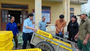Dự án ‘‘ Lợi ích nguồn gen gà Châu Á’’ hỗ trợ 400 gà đồi Lạc Sơn cho các hộ dân thôn Bắc Sơn, xã Đồng Lê