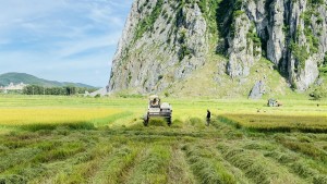Nông dân xã Tuyên Hoá tập trung thu hoạch lúa hè thu 2025
