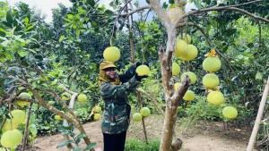 Xã Tuyên Sơn vào mùa thu hoạch bưởi