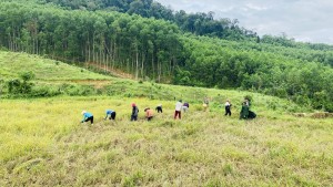 Đồng bào dân tộc xã Tuyên Lâm thu hoạch lúa vụ Hè thu 2025