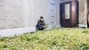 Lợi ích kép từ trồng sắn nuôi tằm ở xã Tuyên Phú