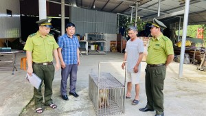Cá thể khỉ đuôi lợn được người dân  bàn giao cho cơ quan chức năng.