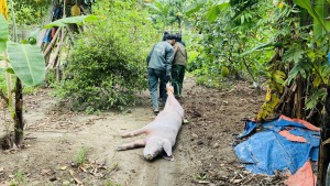 Xã Tuyên Phú tập trung phòng, chống bệnh Dịch tả lợn Châu Phi