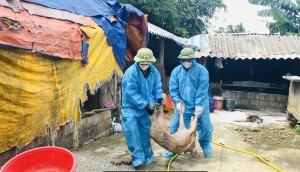 Dịch tả lợn Châu Phi bùng phát mạnh tại xã Tuyên Bình