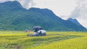 Tuyên Phú: Đẩy nhanh tiến độ thu hoạch lúa vụ Hè thu