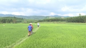 Chủ động kiểm tra, phòng trừ bệnh trên lúa Đông Xuân tại xã Đồng Lê