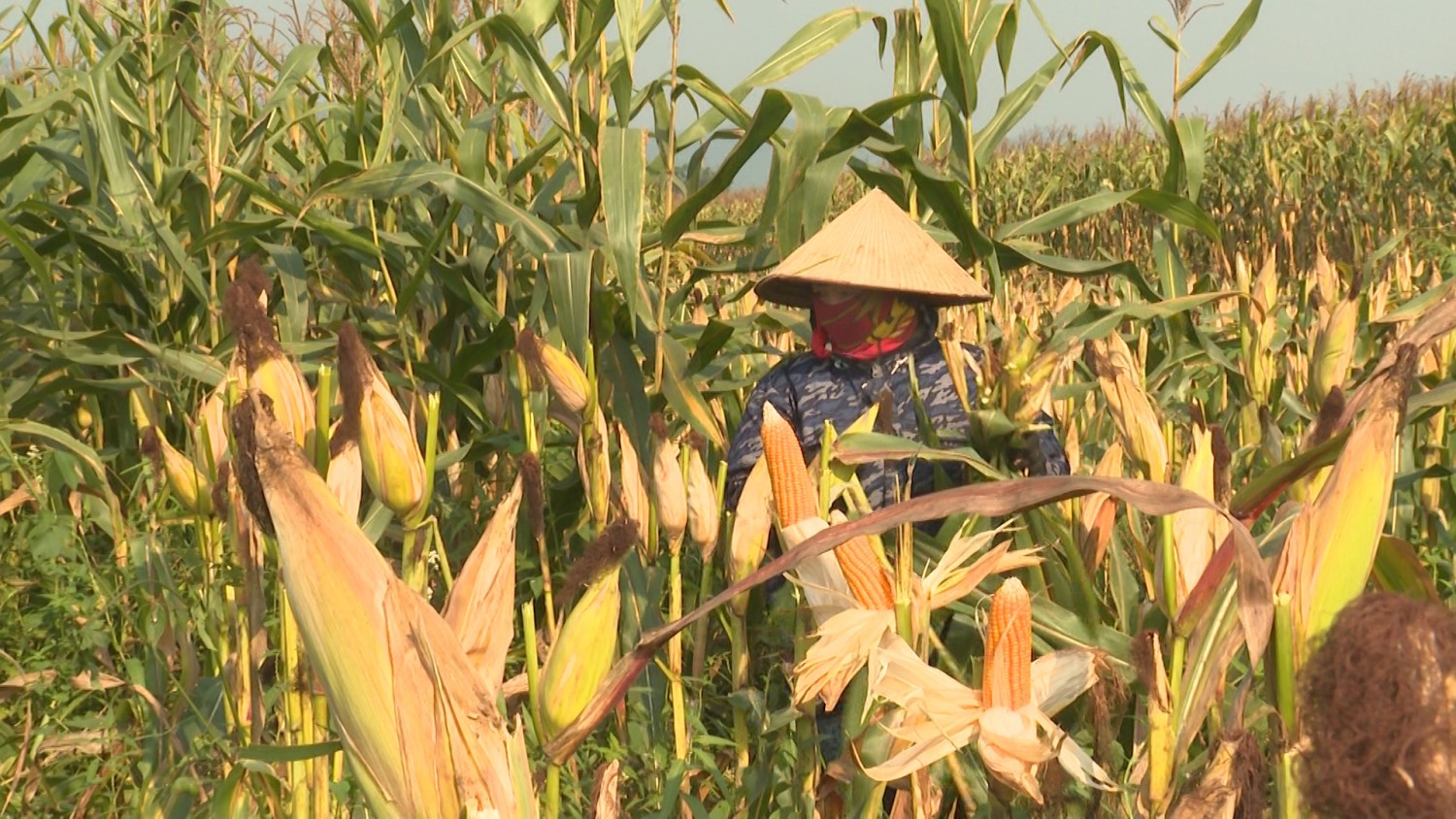 Vụ ngô Đông Xuân ở Đồng Lê hứa hẹn bội thu