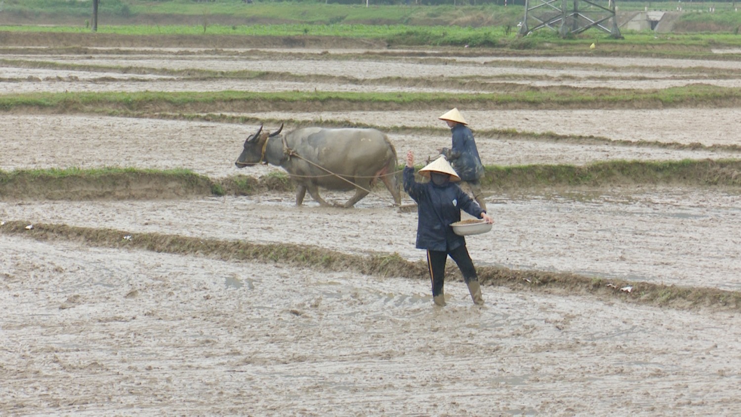 Nông dân huyện Tuyên Hóa xuống giống lúa vụ Đông xuân
