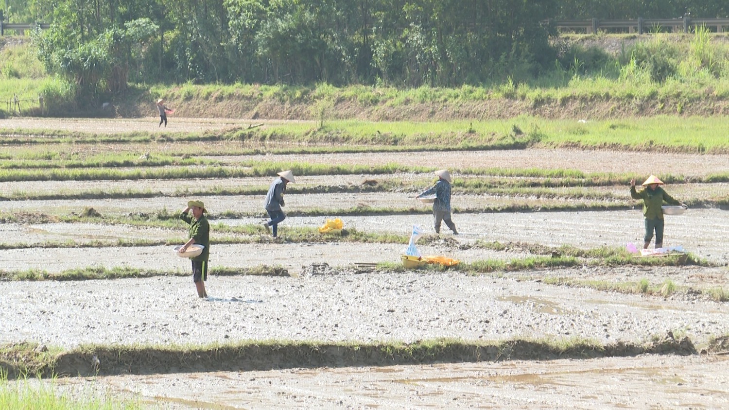 Nông dân huyện Tuyên Hóa xuống giống lúa vụ Hè thu 2025