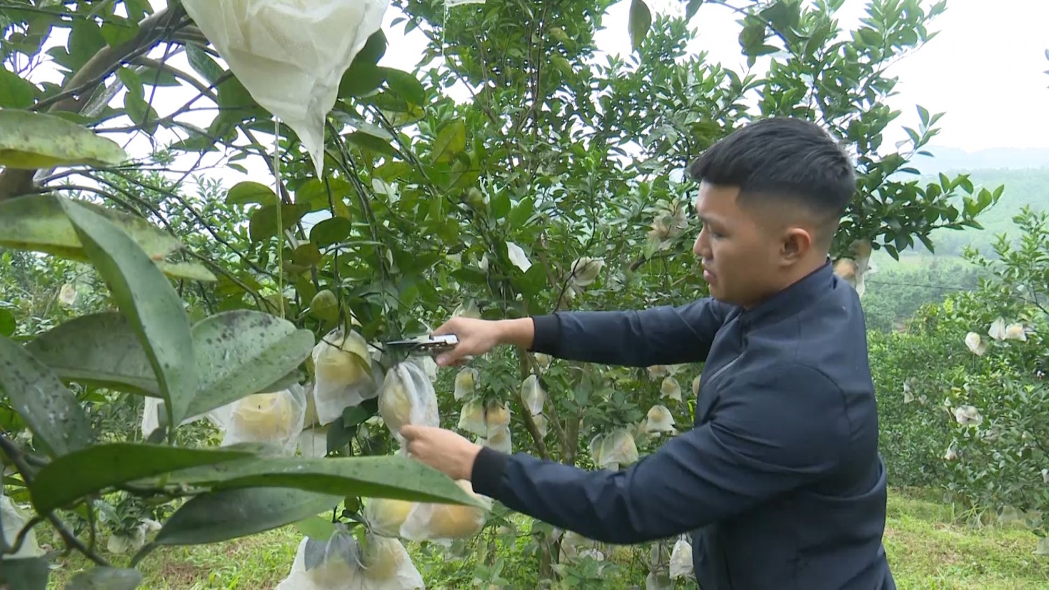 Cam hữu cơ Kim Lũ khẳng định thương hiệu trên thị trường