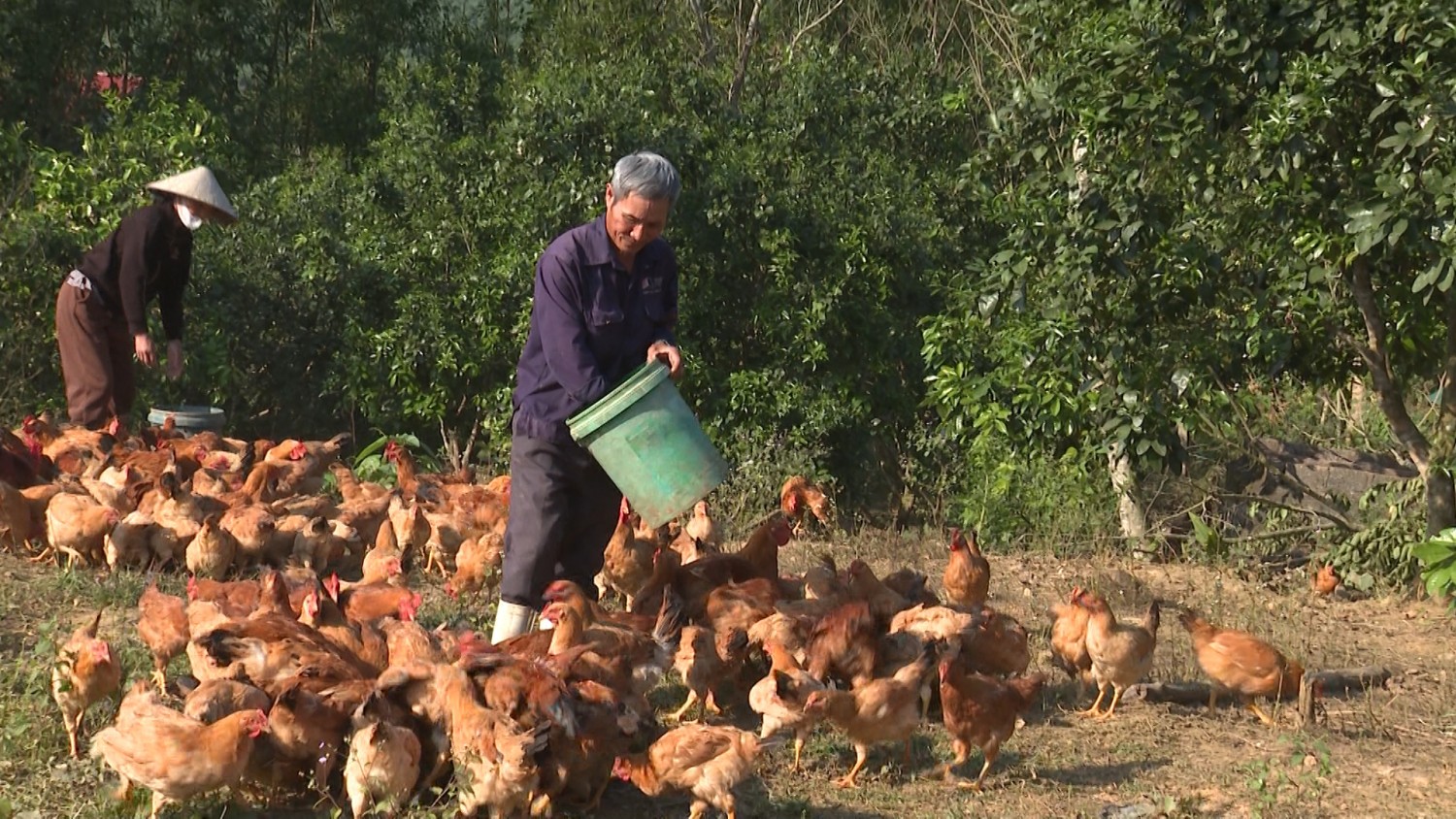 Hợp tác xã gà đồi thôn Kim Ninh – Hướng đi bền vững từ liên kết sản xuất
