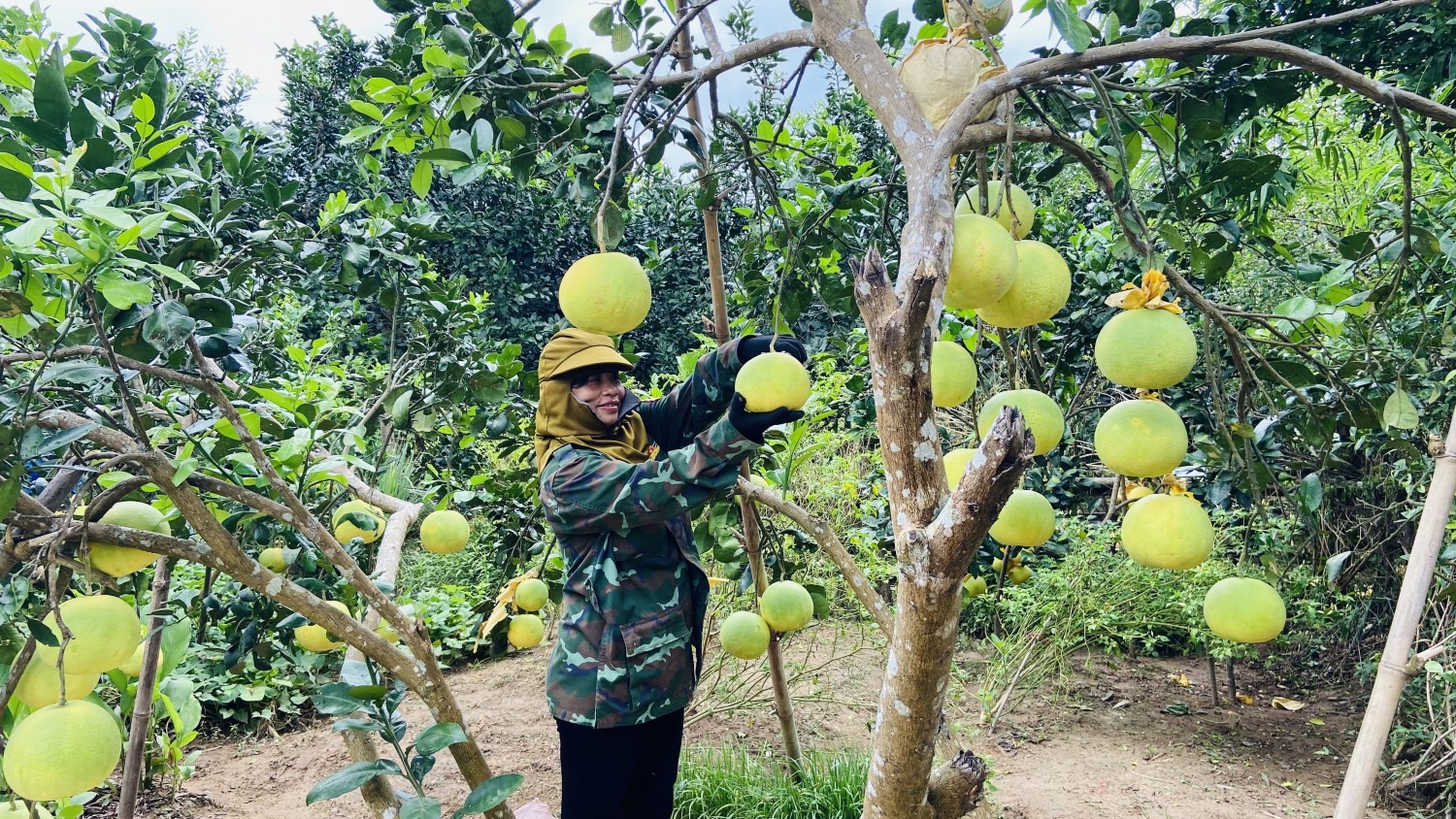 Xã Tuyên Sơn vào mùa thu hoạch bưởi