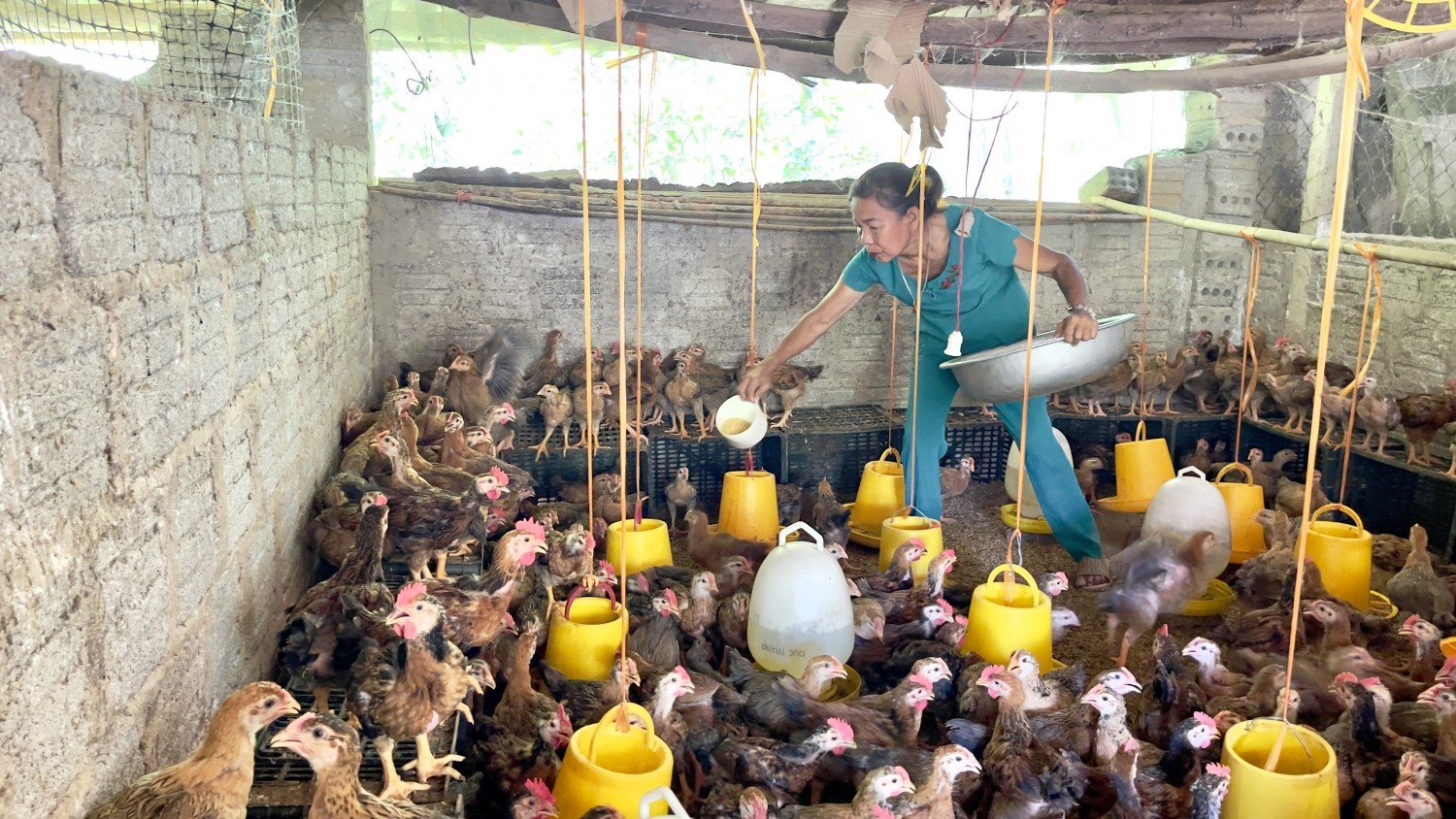 Xã Tuyên Lâm tập trung phát triển sản xuất chăn nuôi theo hướng hàng hóa