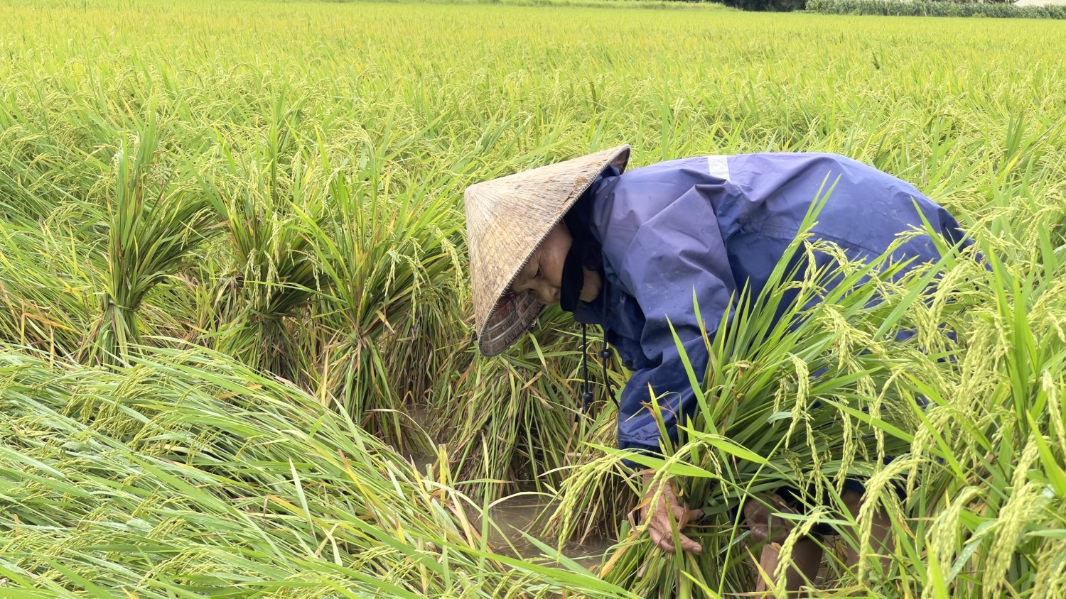 Xã Tuyên Hóa: Nhanh chóng khắc phục hậu quả do ảnh hưởng của bão số 5