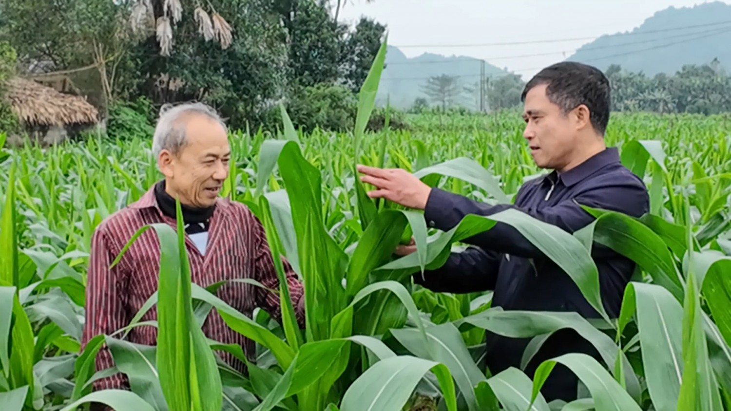 Xã Thuận Hóa tập trung chăm sóc cây trồng vụ đông xuân