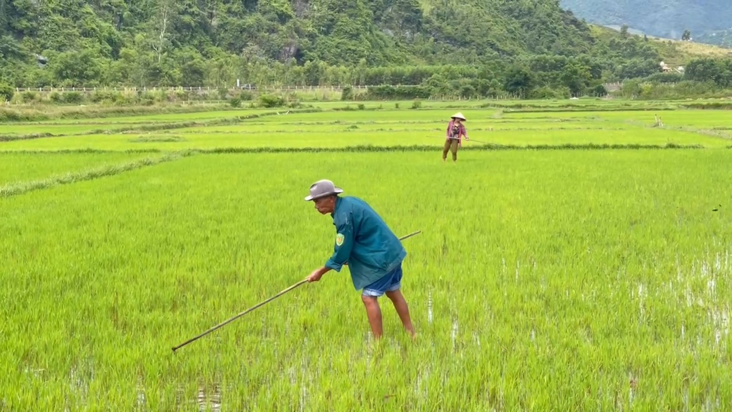 Nông dân xã Tuyên Phú chăm sóc lúa vụ Hè thu